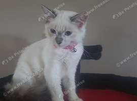 Ragdoll kitten