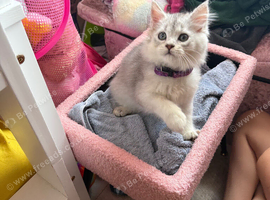 1 British longhair x Mainecoon Male