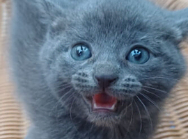 5 Cute Kittens for sale