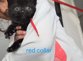 Beautiful half british short hair kittens