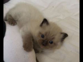 Male mink ragdoll
