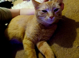 Loving home needed ginger female