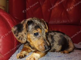 Dachshund pups for sale