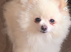 Beautiful tiny Pomeranian puppies