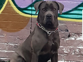 Cane corso bitch