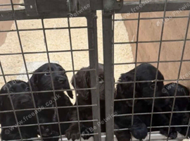 4 black cocker spaniel boys for sale