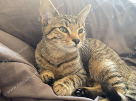 Tabby & black and white