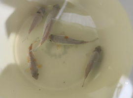 Japanese koi Doitsu Ochiba 4-7 (QTY.5)