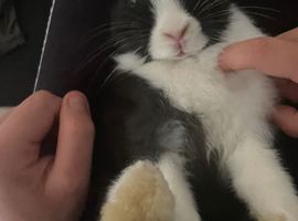 2 male rabbits