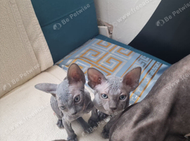 Sell cat