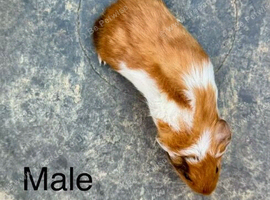 Baby guinea Pigs