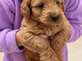 Beautiful cockapoo pups