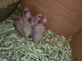 2 hand reared cockateils