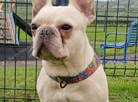 Male french bull dog