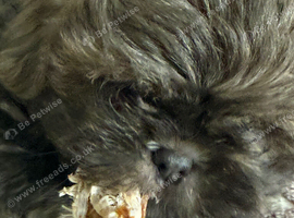 Ready to go, Lovely cheeky Shih Tzu pups Just 4 lovely boys