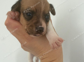 Jack Russell puppy
