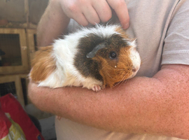2 female guinea pigs
