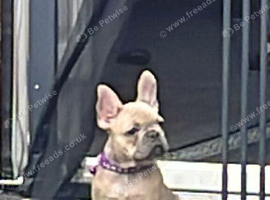 Beautiful French bulldog female
