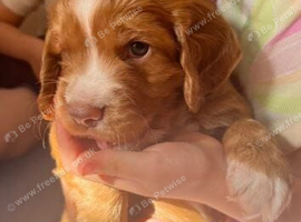 Adorable American Cocker Spaniel Puppies for Sale