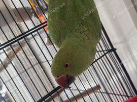 Female Indian ringneck