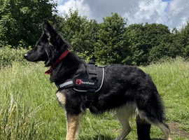 Wanted german shepherd pup