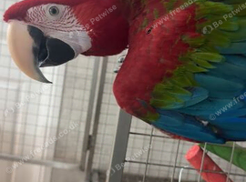 Beautiful 4 year old greenwing macaw looking for a loving home