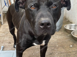 He is a staff cross labrador