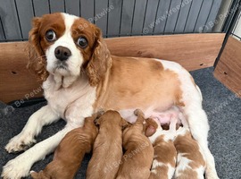 Beautiful cavalier King Charles puppies.