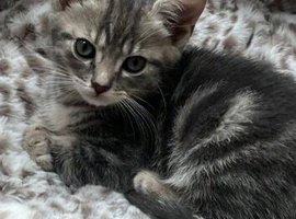 British Shorthair x Bengal Cross breed
