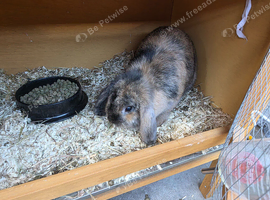 Lovely netherland dwarf about year old