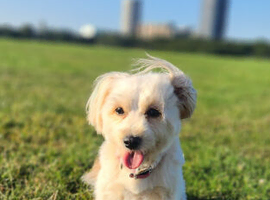 Adorable Maltipoo Puppies &ndash; Due May | Ready for Loving Homes in June