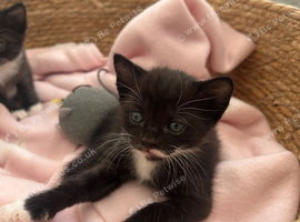 Kittens