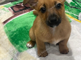 Jack Russell short leged