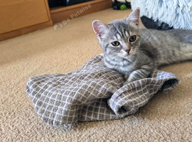 Silver tabby