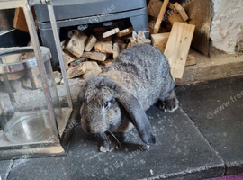 Frrench lops
