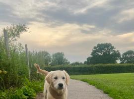Loving Home Wanted for Beautiful Golden Retriever Puppy