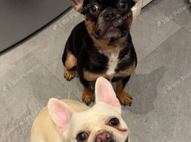 French bulldog