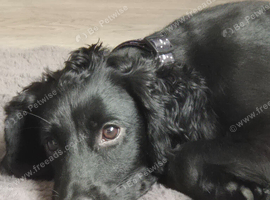 8 month old cocker spaniel
