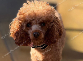 3year old health tested kc reg female toy poodle