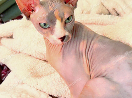 Stunning spynx for sale