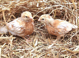 Chickens/ hens / female chicks for sale