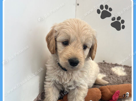 STUNNING F1 MINIATURE GOLDENDOODLES