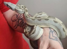 Ghost/ Hypo Anery 1 year