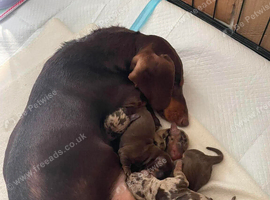 Lovely litter of dachshund puppies