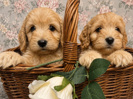 Cockapoo pups ready 18/06/26