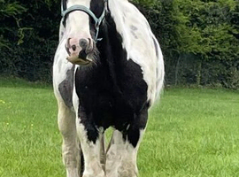 Cob
