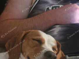 Beagle for rehoming