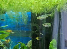 Bosemani Rainbow fish