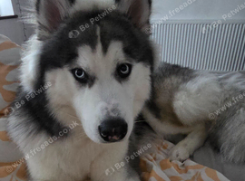 10 months alaskan malamute boy