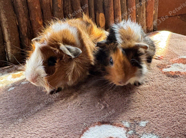 Baby Guinea Pigs